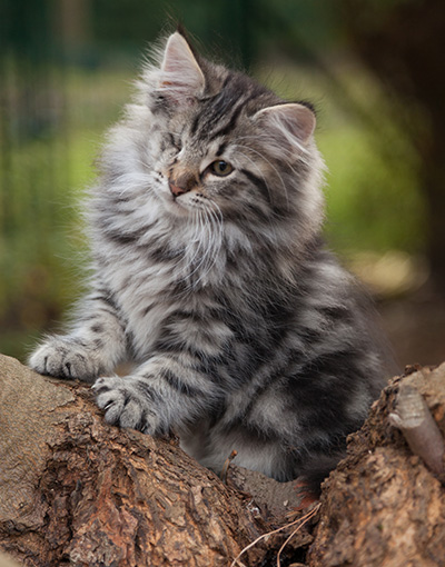 Joppi - 13 weeks old