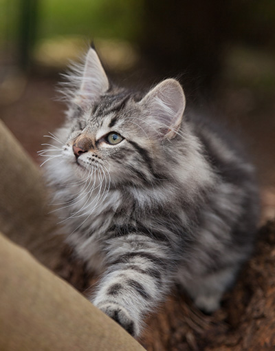 Joppi - 13 weeks old