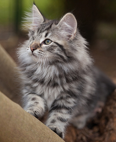 Joppi - 13 weeks old