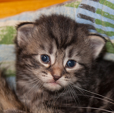 Joppi - 3 weeks old