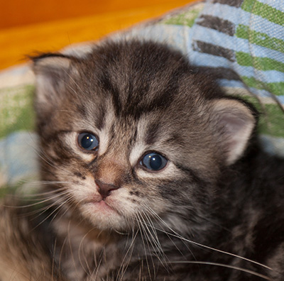 Joppi - 3 weeks old