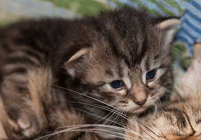 Joppi - 3 weeks old