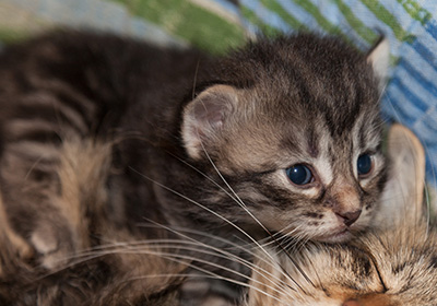 Joppi - 3 weeks old