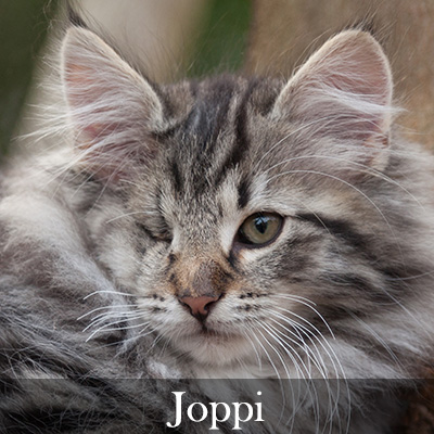 Joppi