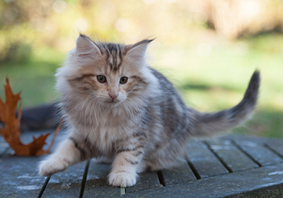 Juksakka - 10 weeks old