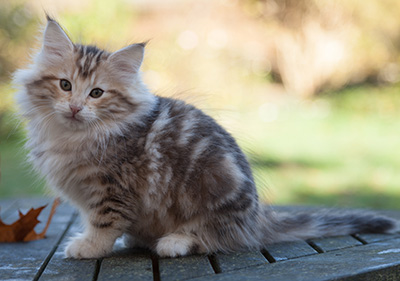 Juksakka - 10 weeks old
