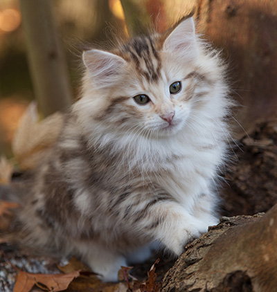 Juksakka - 10 weeks old