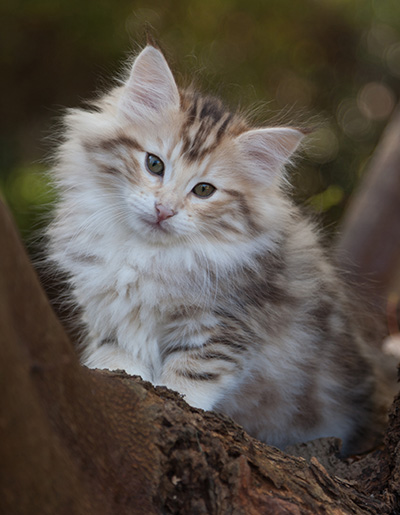 Juksakka - 10 weeks old