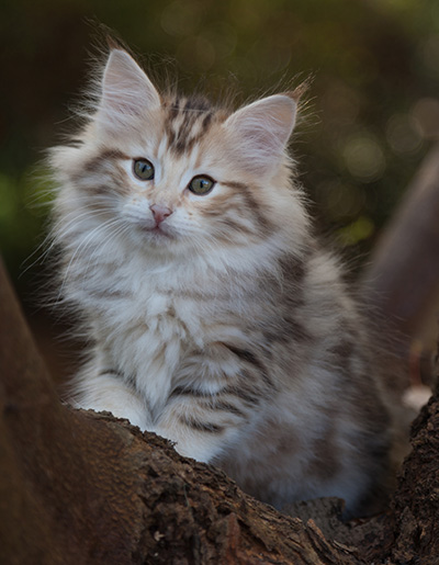 Juksakka - 10 weeks old
