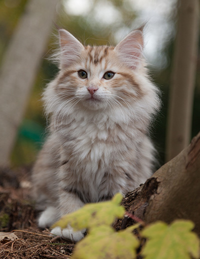 Juksakka - 13 weeks old