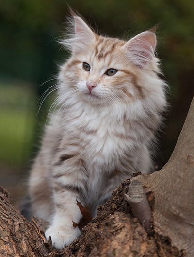 Juksakka - 13 weeks old