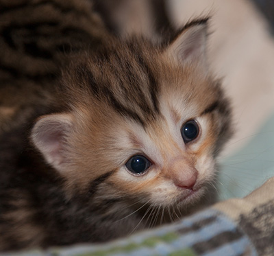 Juksakka - 3 weeks old