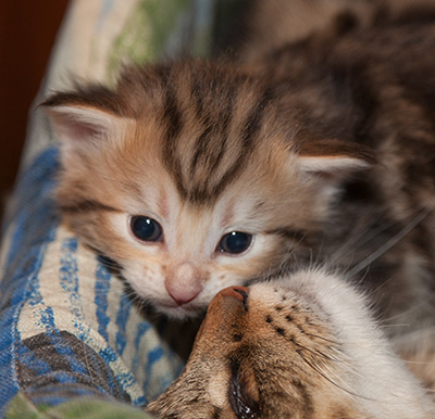 Juksakka - 3 weeks old