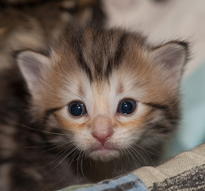 Juksakka - 3 weeks old