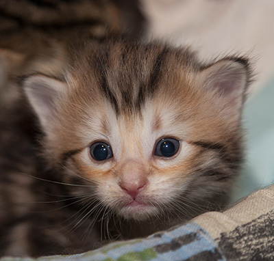Juksakka - 3 weeks old