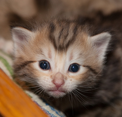 Juksakka - 3 weeks old