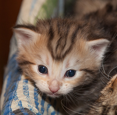 Juksakka - 3 weeks old