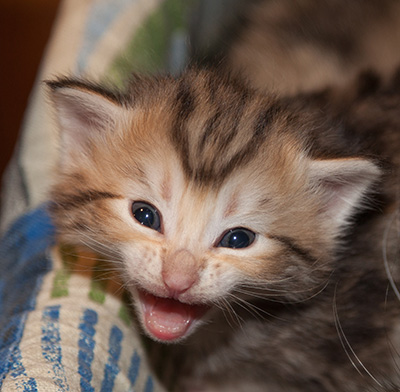 Juksakka - 3 weeks old