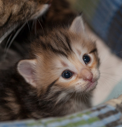 Juksakka - 3 weeks old