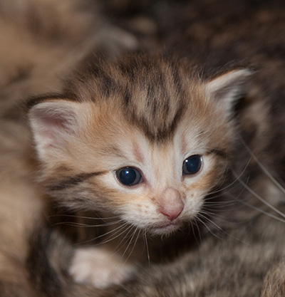 Juksakka - 3 weeks old