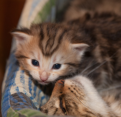 Juksakka - 3 weeks old