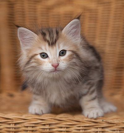 Juksakka - 7 weeks old