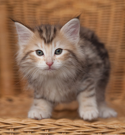 Juksakka - 7 weeks old