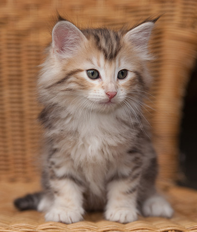 Juksakka - 7 weeks old