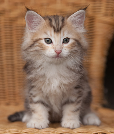 Juksakka - 7 weeks old