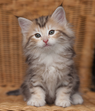 Juksakka - 7 weeks old