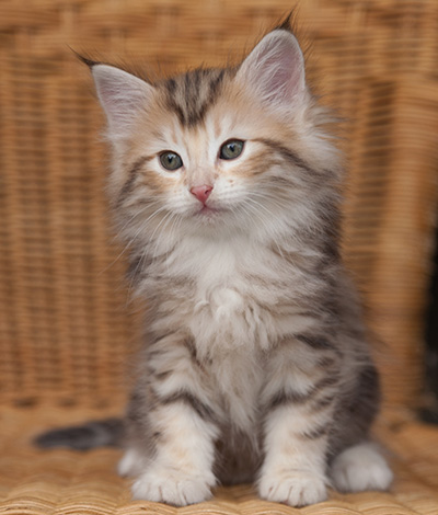 Juksakka - 7 weeks old