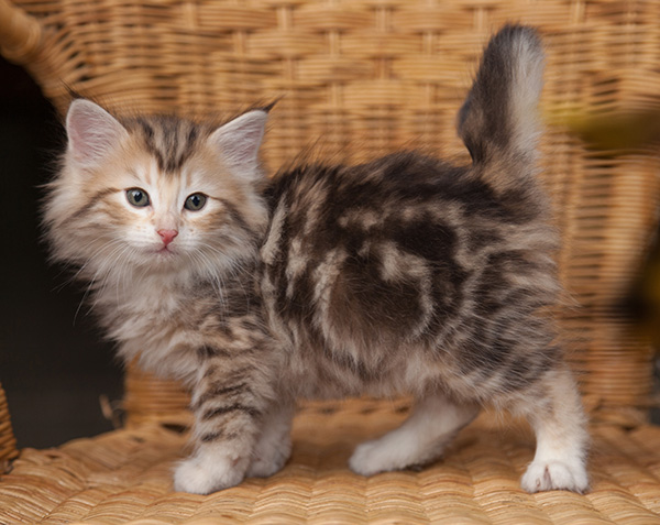 Juksakka - 7 weeks old