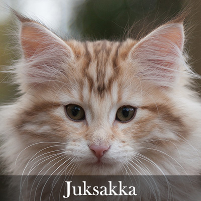 Juksakka