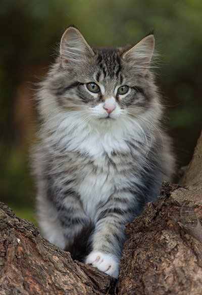 Larsen - 12 weeks old