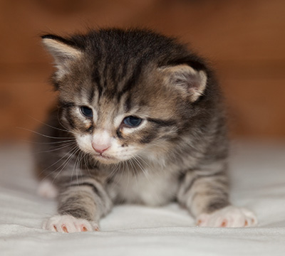 Larsen - 3 weeks old