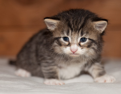 Larsen - 3 weeks old