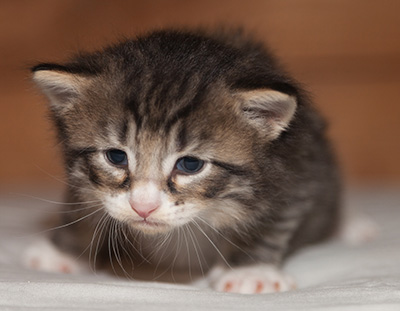 Larsen - 3 weeks old
