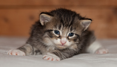 Larsen - 3 weeks old
