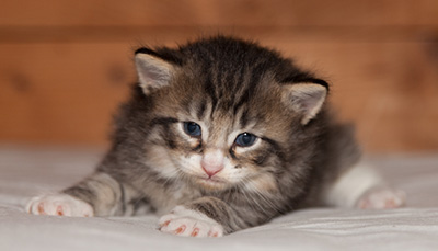 Larsen - 3 weeks old