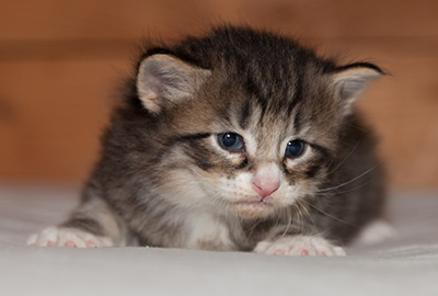 Larsen - 3 weeks old