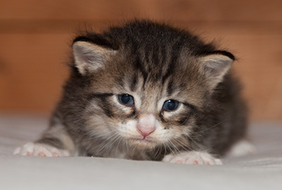 Larsen - 3 weeks old