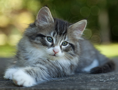 Larsen - 7 weeks old
