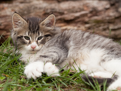 Larsen - 7 weeks old