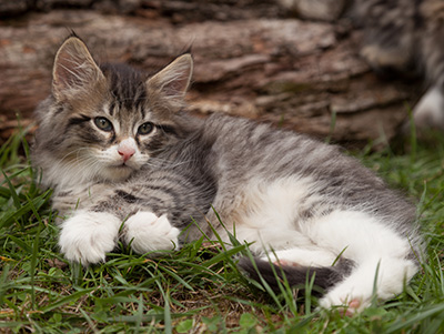 Larsen - 7 weeks old