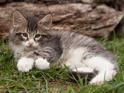 Larsen - 7 weeks old