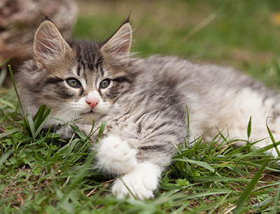 Larsen - 7 weeks old