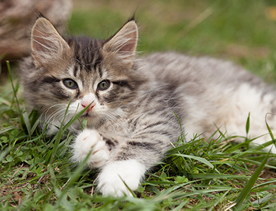 Larsen - 7 weeks old