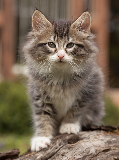 Larsen - 7 weeks old