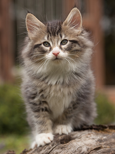 Larsen - 7 weeks old