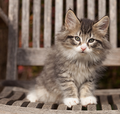 Larsen - 7 weeks old